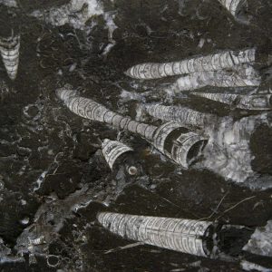 Marmo FOSSILE NERO